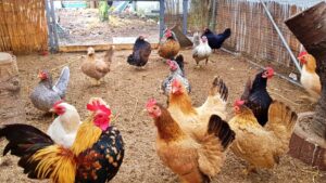 Lee más sobre el artículo Gallina Serama: La Joya de la Avicultura