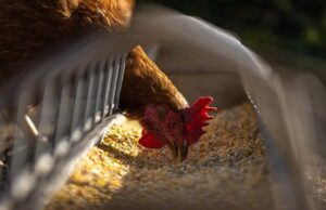 Cuidados y alimentación de gallinas