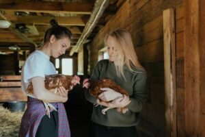 manejo y bienestar de gallinas