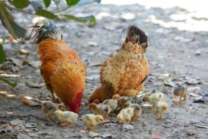 Cuidado de gallinas y alimentación