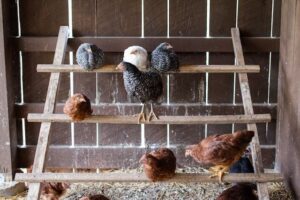 Prevención y salud de gallinas