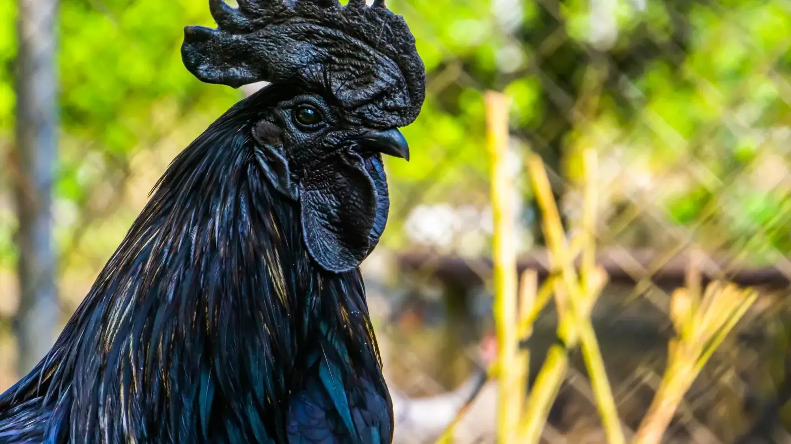 Lee más sobre el artículo Ayam cemani, la gallina negra Indonesa