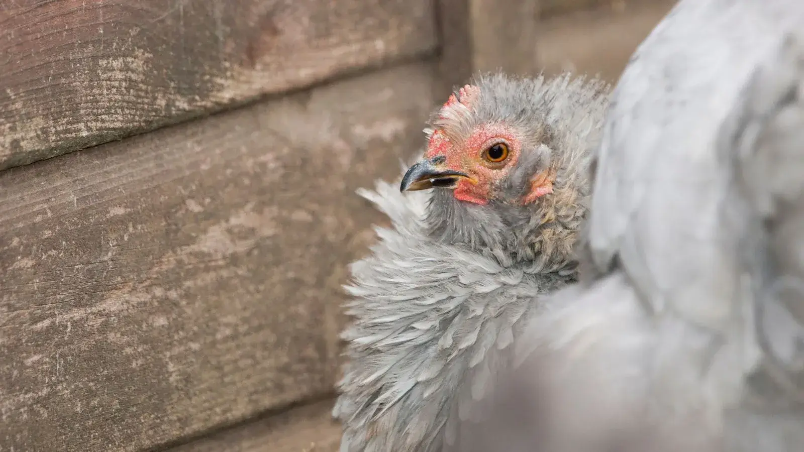 Lee más sobre el artículo La gallina frizzle: un ave exótica de plumas rizadas y origen incierto