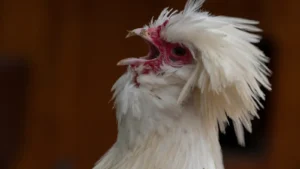Lee más sobre el artículo La Gallina Sultana: Una Joya Ornamental en el Mundo Avícola